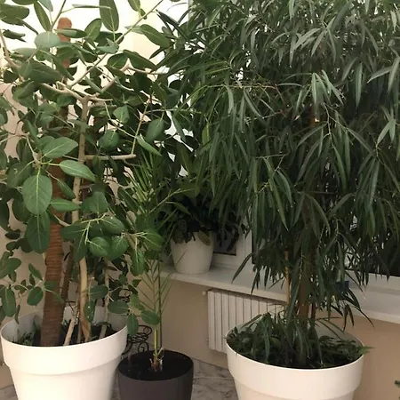 The Gardenapartments オデッサ