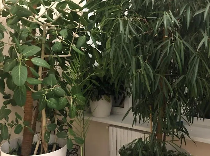 The Gardenapartments Odesa